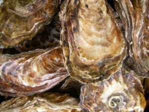 Oysters