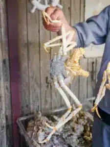 Types of king crab