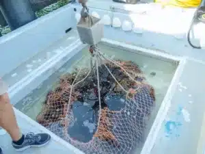 sustainable seafood